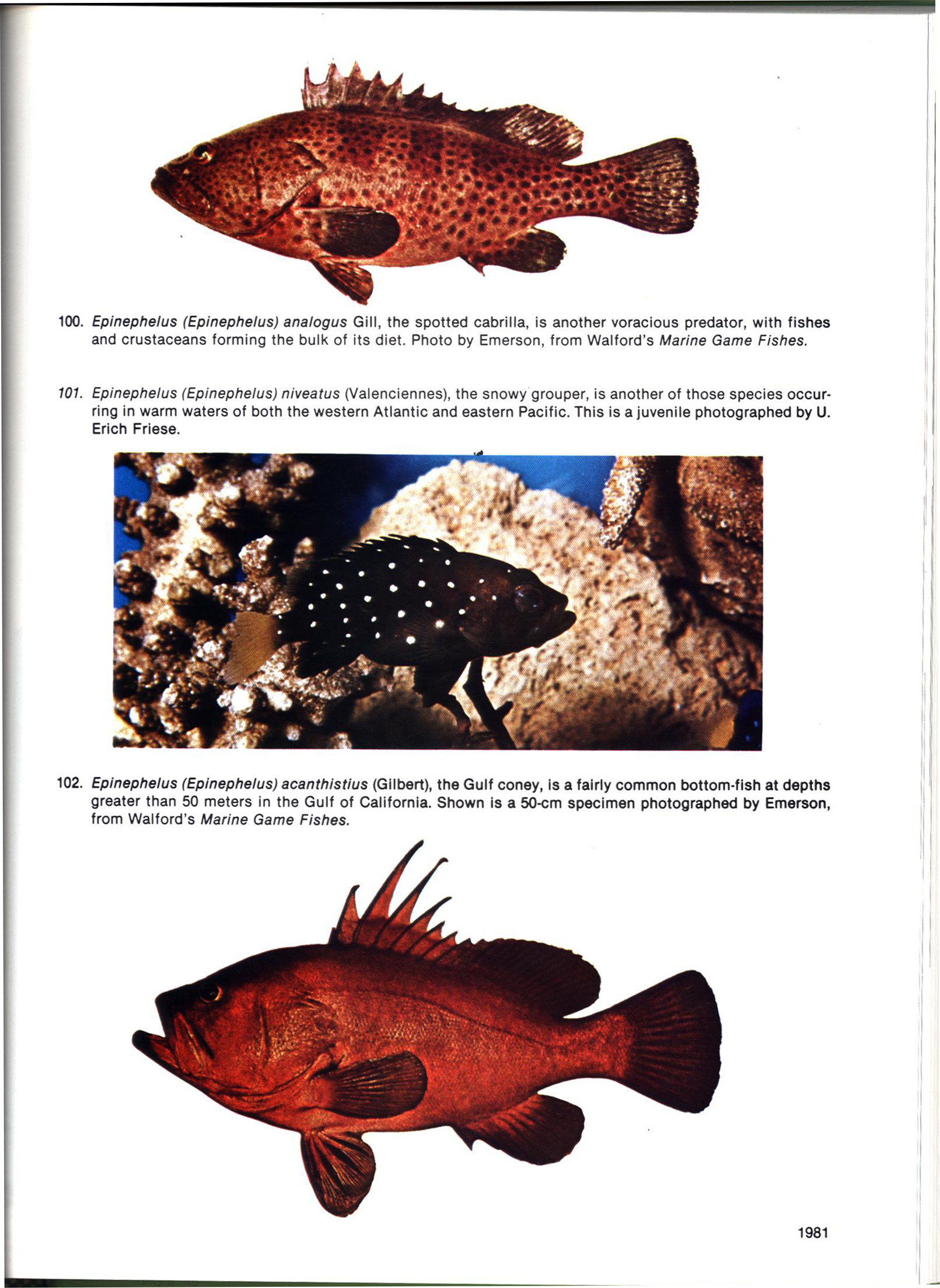 FISHES OF CALIFORNIA AND WESTERN MEXICO: vbotfhp6102f